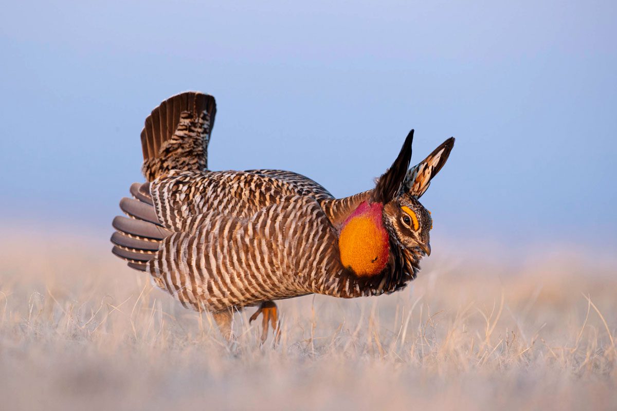 A Greater Prairie-Chicken displays at a lek in South Dakota. Note the absence of other males.