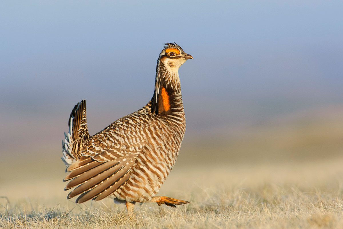 A male greater Prairie-Chicken steps up to a lek in Ft. Pierre National Grassland, South Dakota.