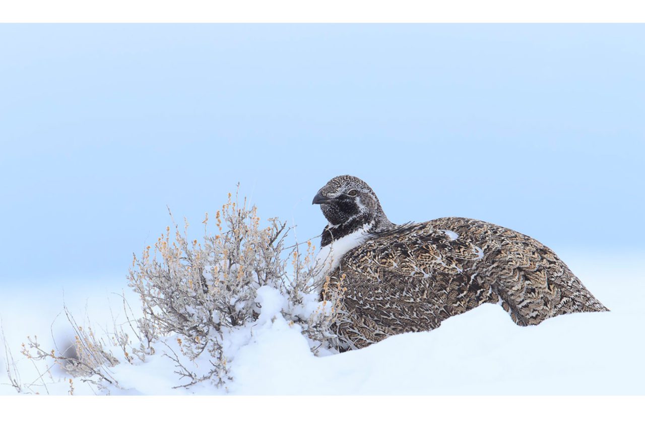 Female Greater Sage-Grouse Photo by Gerrit Vyn.