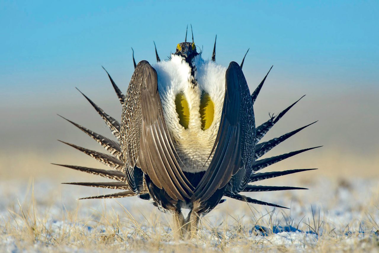 Greater Sage-Grouse displaying. Photo by Gerrit Vyn.