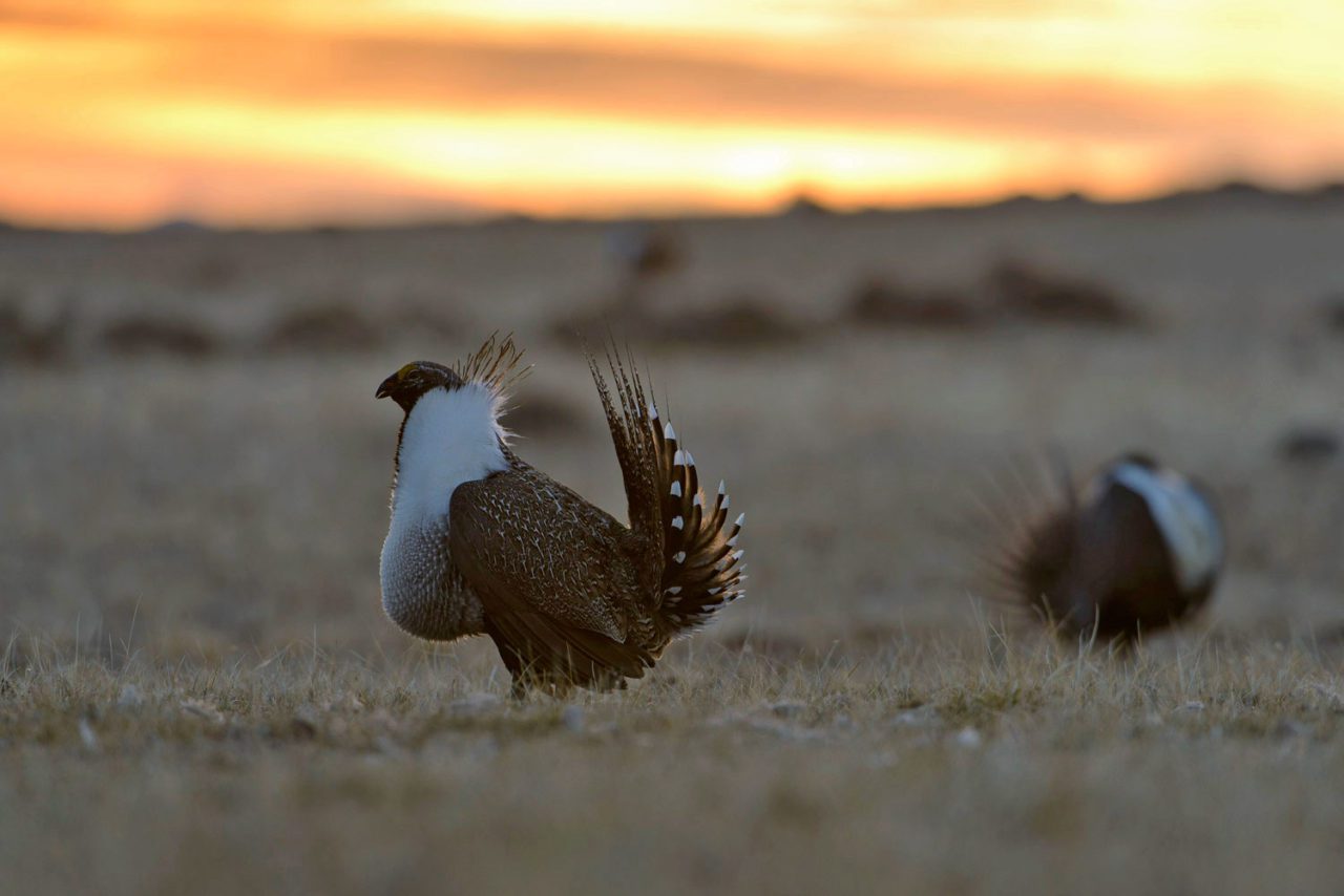 Greater Sage-Grouse displaying. Photo by Gerrit Vyn.