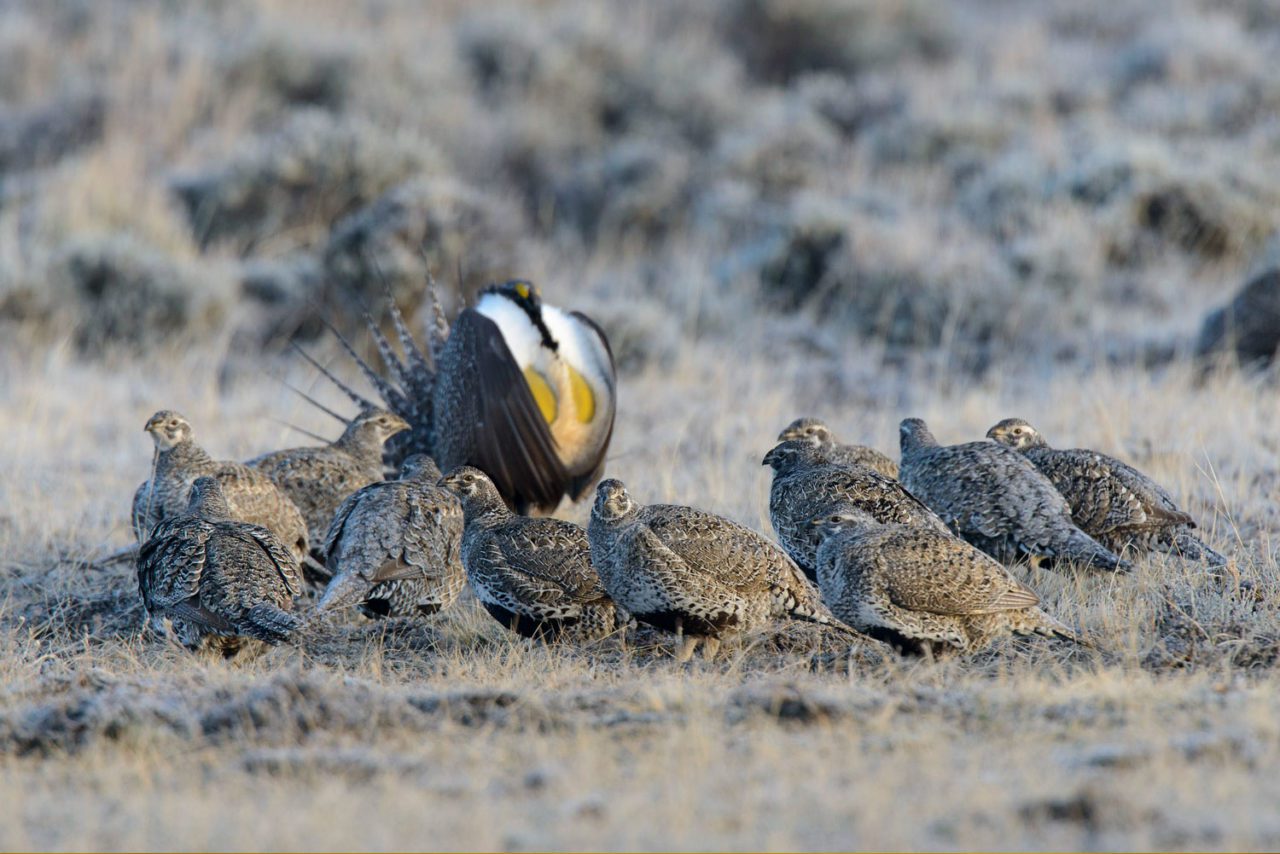 Greater Sage-Grouse at a lek. rrit Vyn.