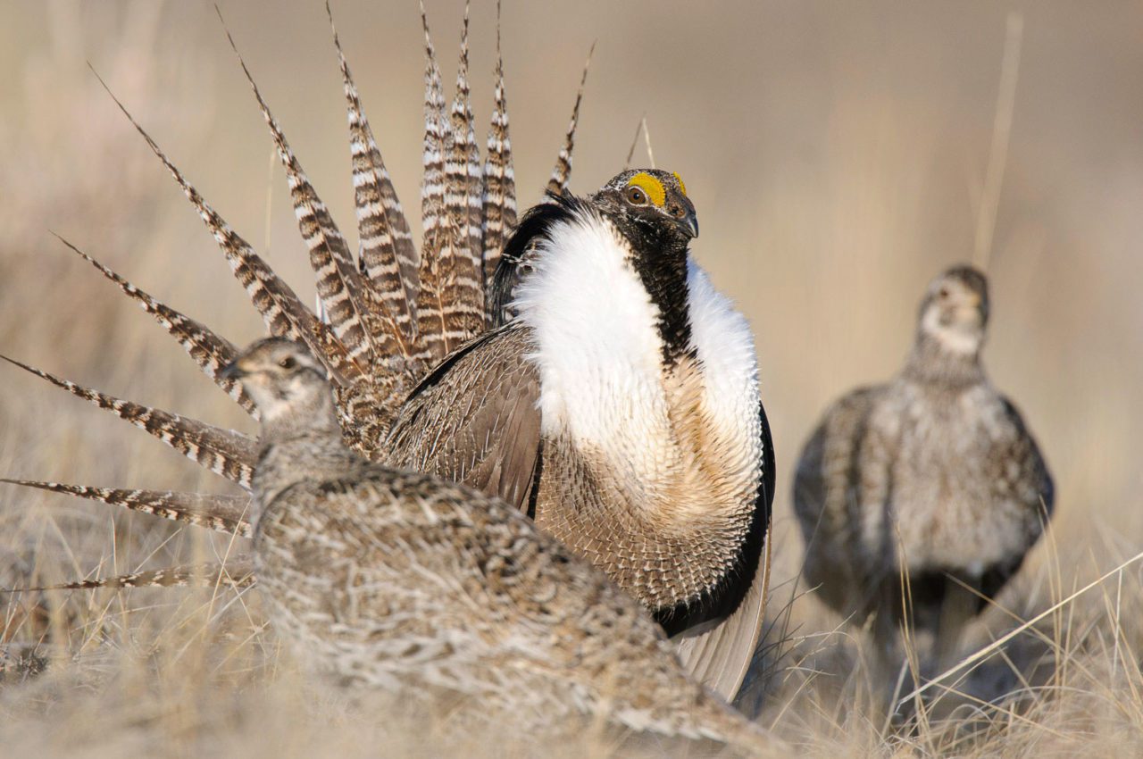 Gunnison Sage-Grouse display with tail feathers in the air and females around, in lek. Photo by Gerrit Vyn.