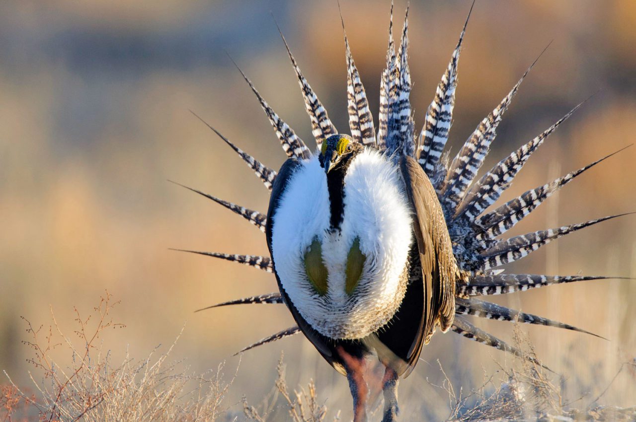 Gunnison Sage-Grouse display with tail feathers in the air. Photo by Gerrit Vyn.