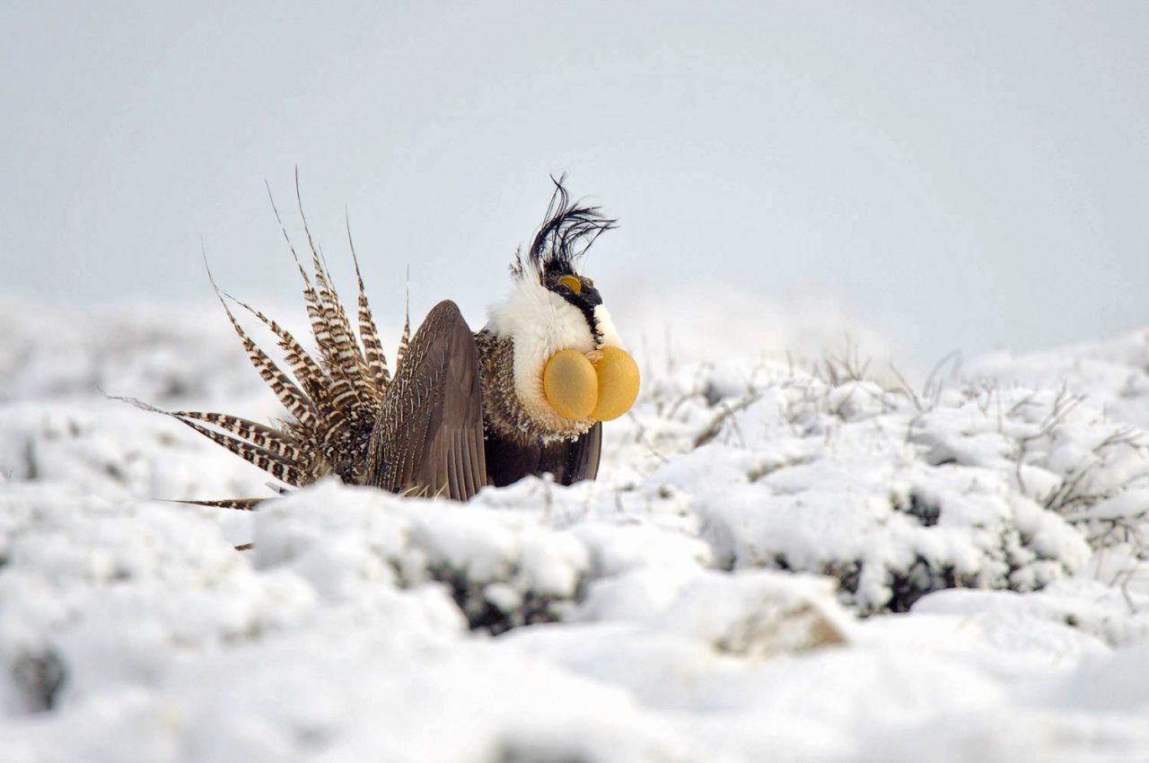 Gunnison Sage-Grouse in the snow on display with tail feathers in the air and air sacs inflated, and head plumes showing. Photo by Gerrit Vyn.