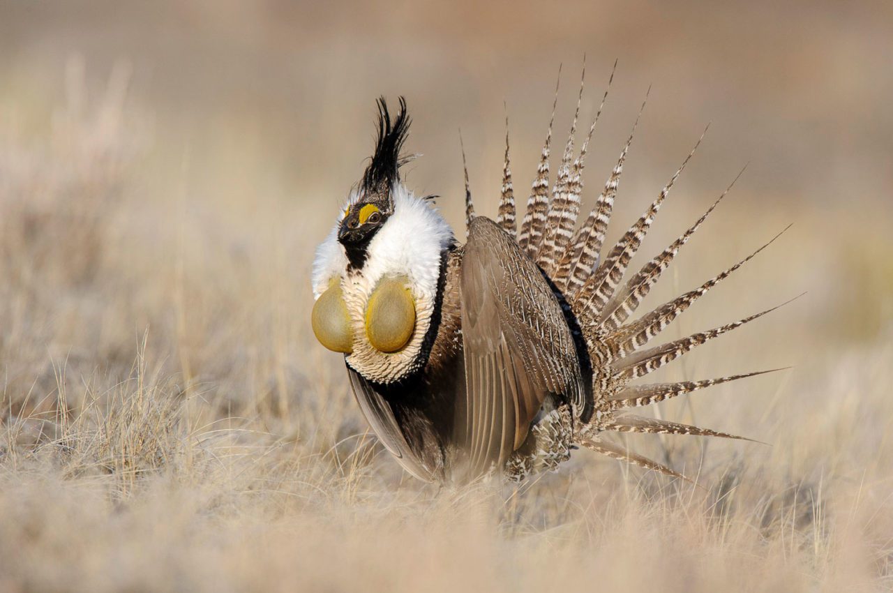Gunnison Sage-Grouse display with tail feathers in the air and air sacs inflated. Photo by Gerrit Vyn.