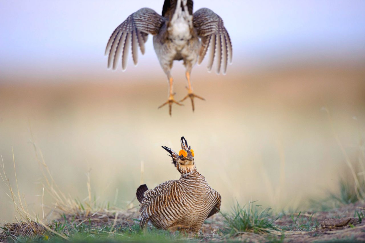 Two males fighting on a lek in Kansas.