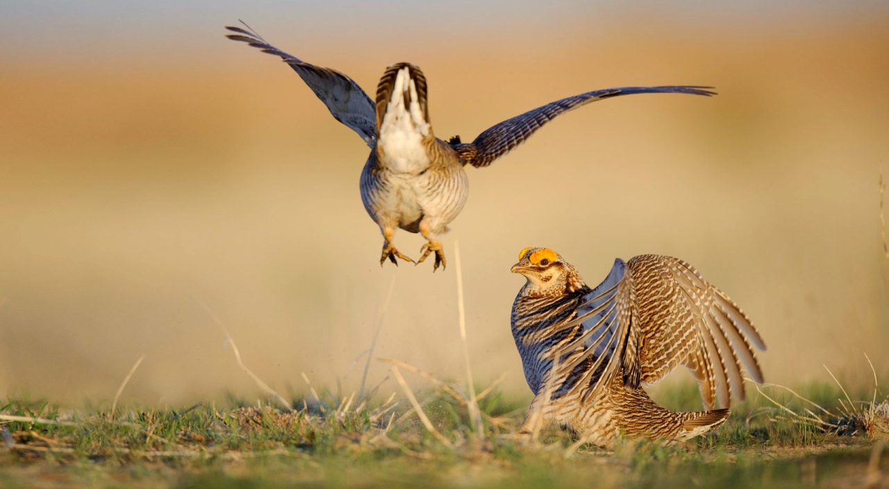 Lesser Prairie-Chicken dancing. Photo by Gerrit Vyn.