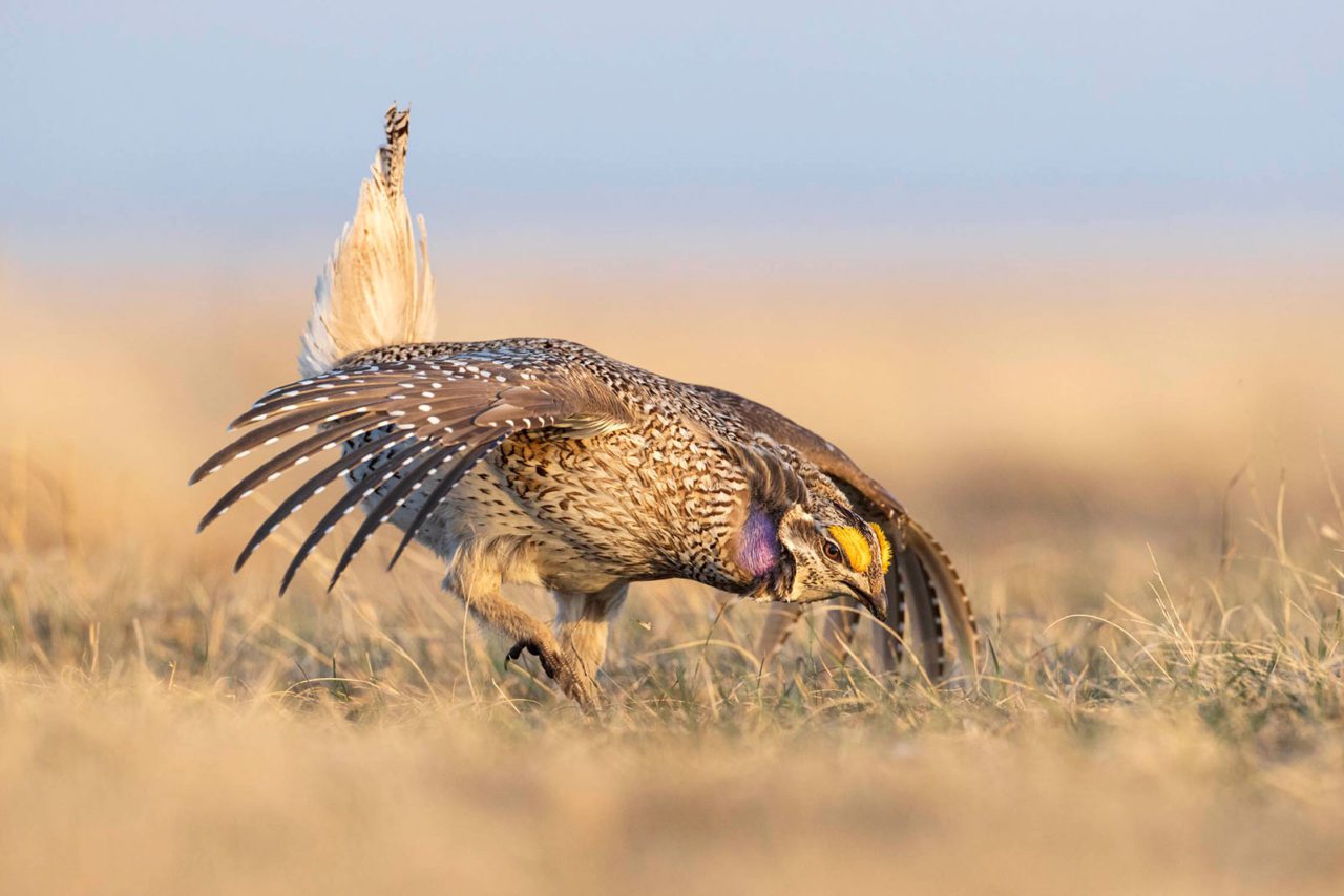 Adult male Sharp-tailed Grouse displaying on a lek