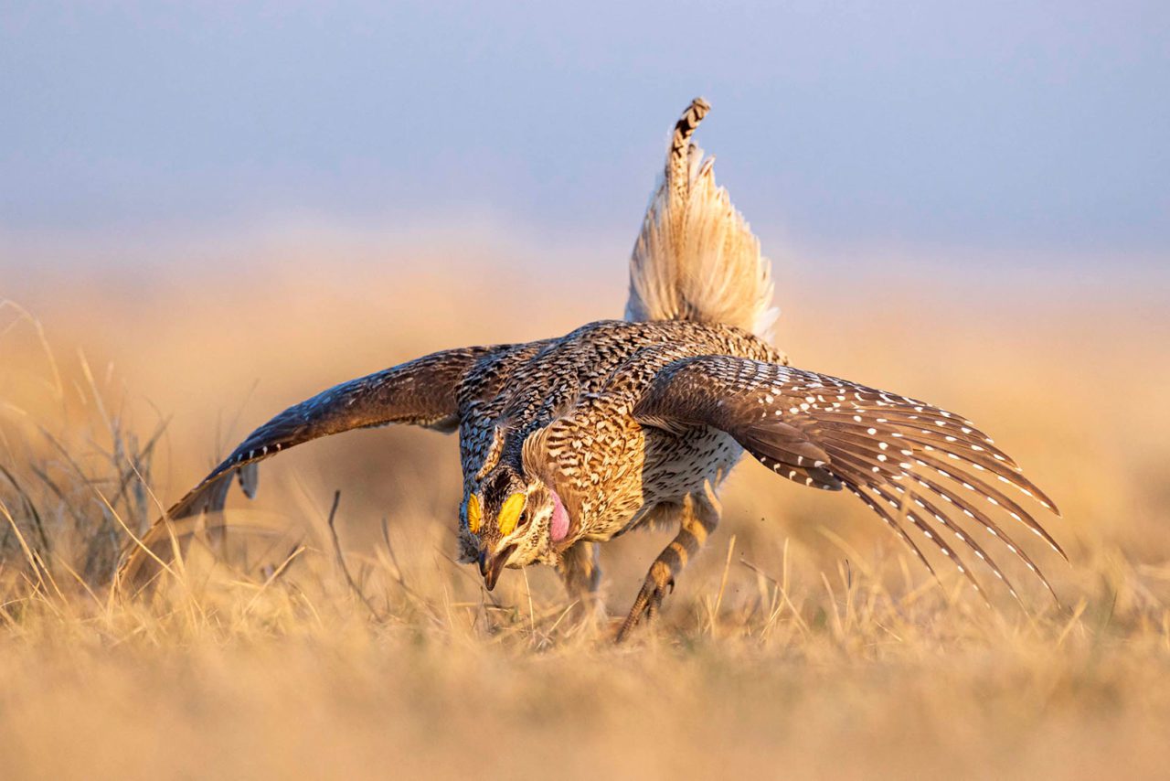 Adult male Sharp-tailed Grouse displaying on a lek