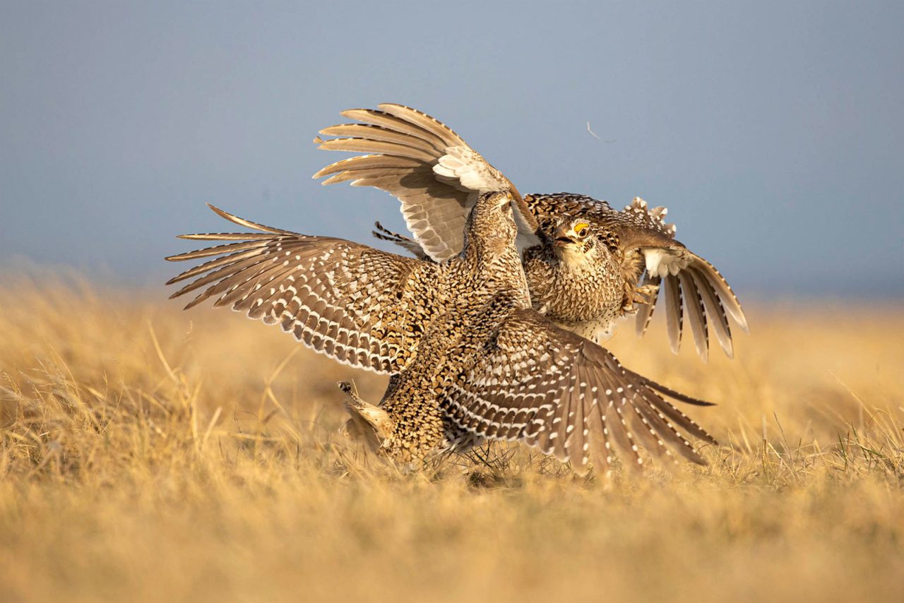two male Sharp-tailed Grouse displaying on a lek