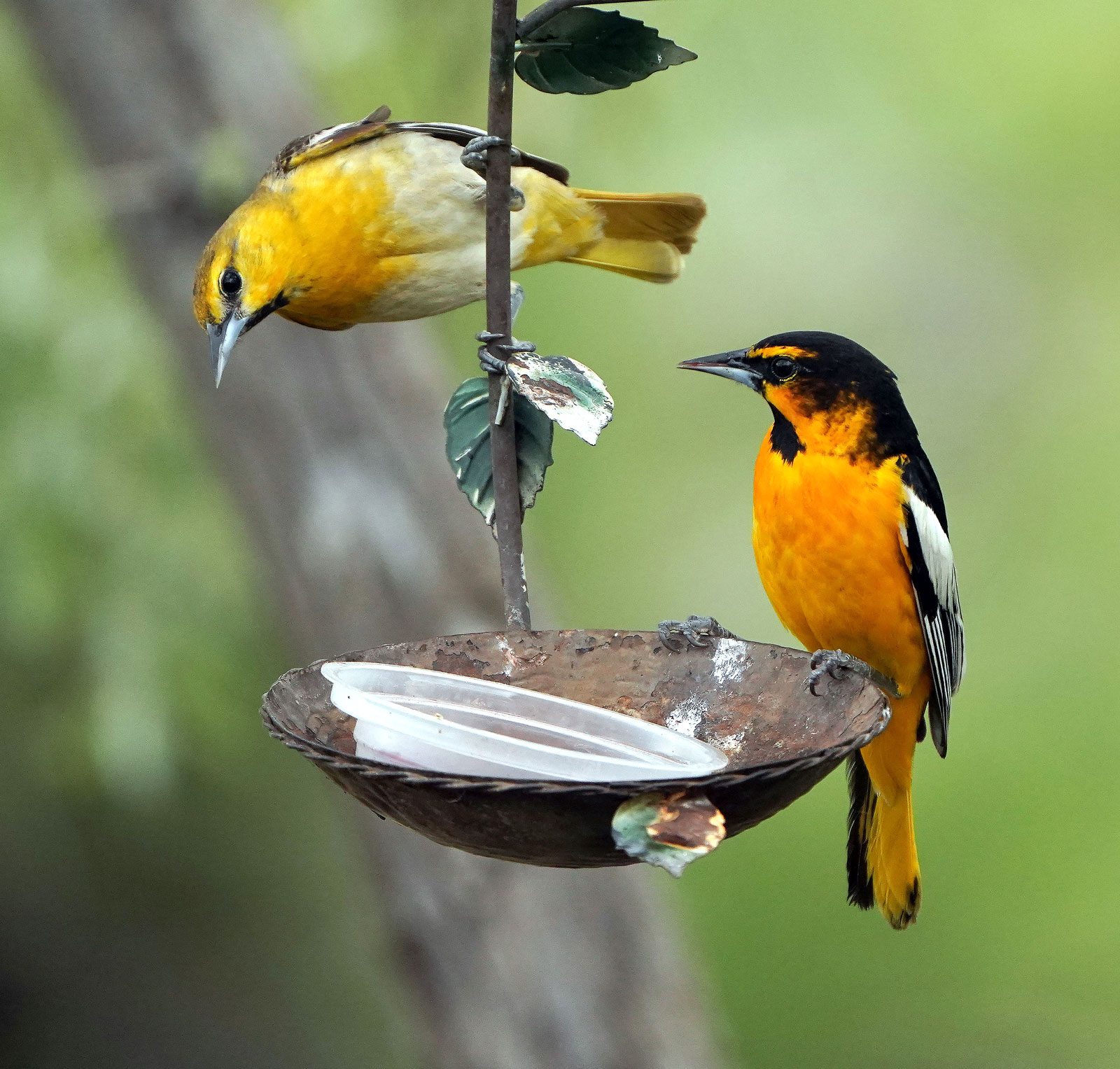 Bullock's/Baltimore Oriole hybrids at a feeder in Colorado. Photo by Cathy Sheeter/Macaulay Library.