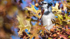 A Blue Jay sits in a tree with acorns, and one is in its bill. Photo by Mason Maron/Macaulay Library.