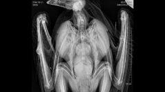 X-ray image of Bald Eagle with lead fragments in its body courtesy of Janet L. Swanson Wildlife Hospital, Cornell University College of Veterinary Medicinetranslates