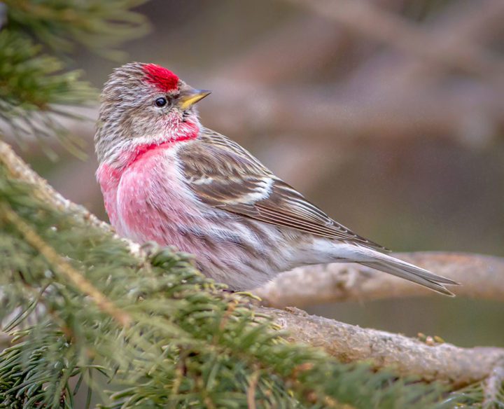 A particularly dark and red Common Redpoll. Photo by Bruce Gates/Macaulay Library.
