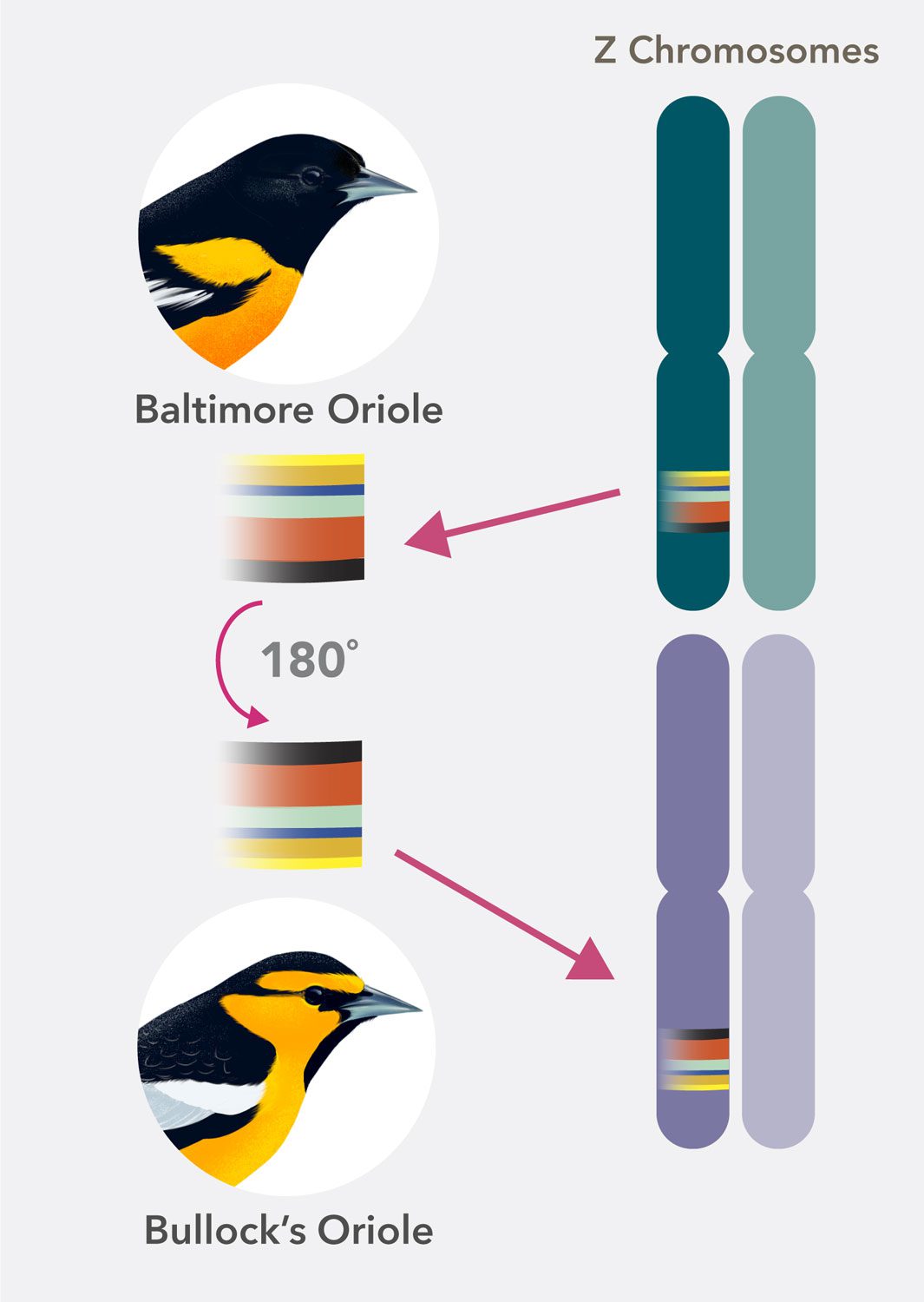 illustration of a chromosomal inversion with a gene sequence flipped around between a Bullock's and Baltimore Oriole.