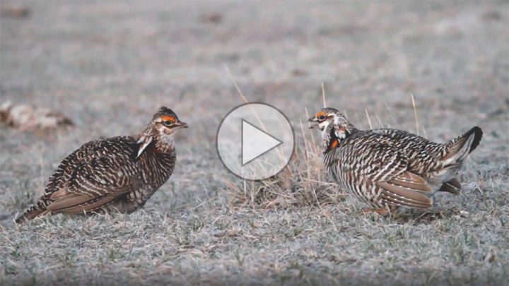 Two Greater Prairie-Chicken males face off at a lek in Colorado. Photo by Gerrit Vyn.