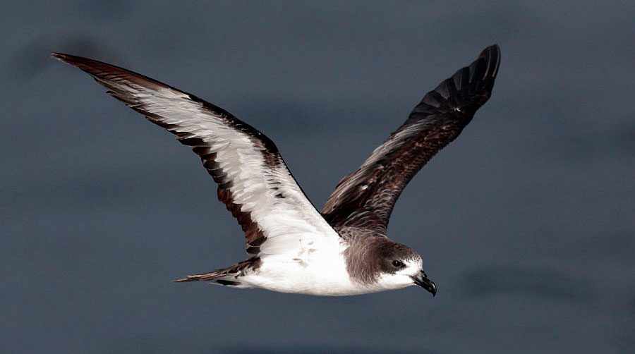 A Galapagos Petrel, white and gray, flies over the sea. Photo by John and Jemi Holmes/Macaulay Library.