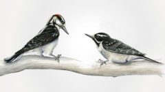 Male and female Hairy Woodpeckers interacting on a branch. Illustration by by Jillian Ditner.