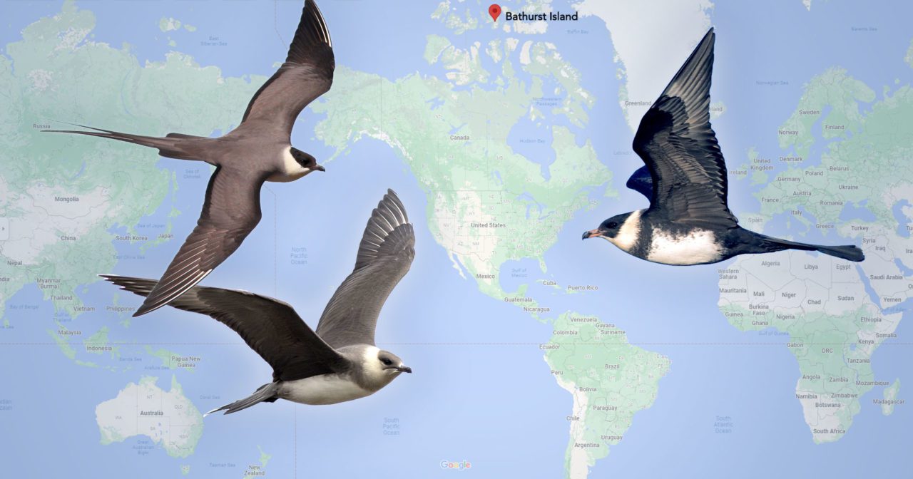 Three grey and white birds, jaegers, in flight, overlaid over Google map of the earth. Jaeger photos all from Macaulay Library, from left to right: Long-tailed Jaeger by Ian Davies, Parasitic Jaeger by Zak Pohlen, Pomarine Jaeger by Ian Davies.