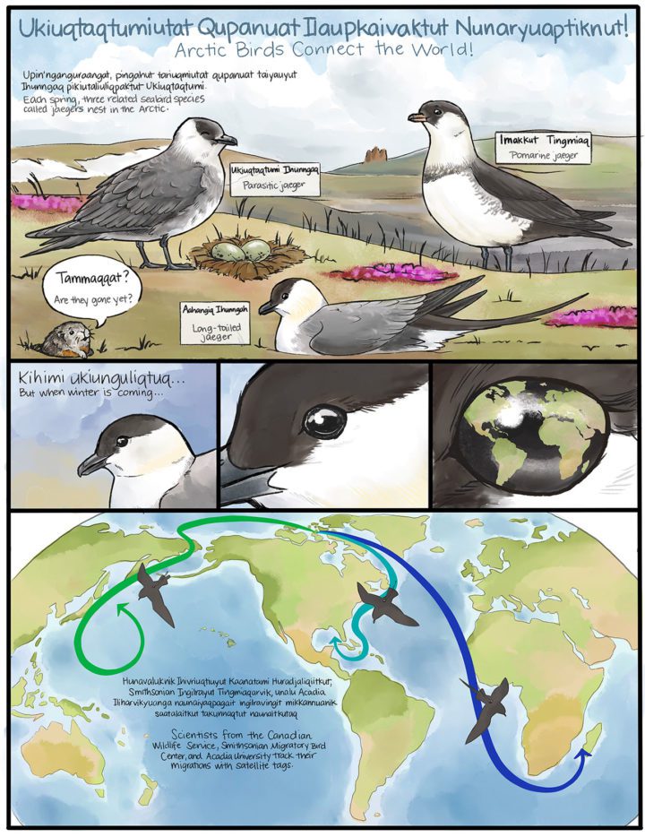 Cartoon: gray and white Jaeger birds about to go on migration. Illustration by Laurel Mundy.
