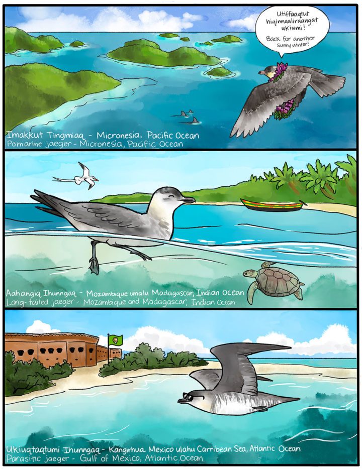 Grey and white Jaeger birds in warm climates during winter. Cartoon. Illustration by Laurel Mundy.