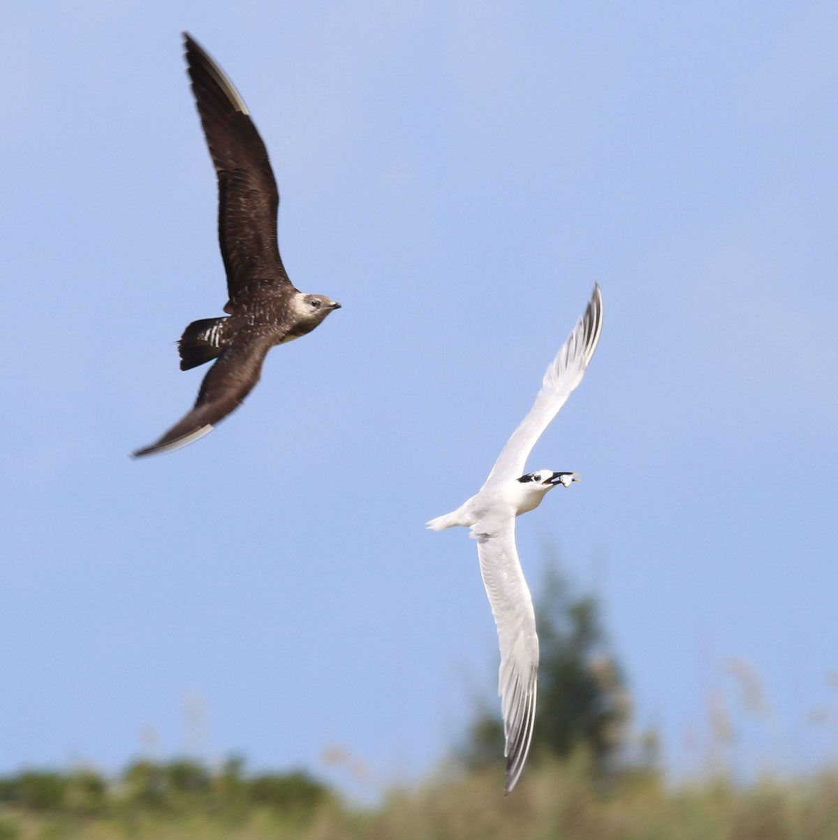 A dark bird (Long-tailed Jaeger) flies after and chases a white bird (Sandwich Tern) to try to steal its food that the white bird carries in its beak. Photo by John Groskopf/Macaulay Library.