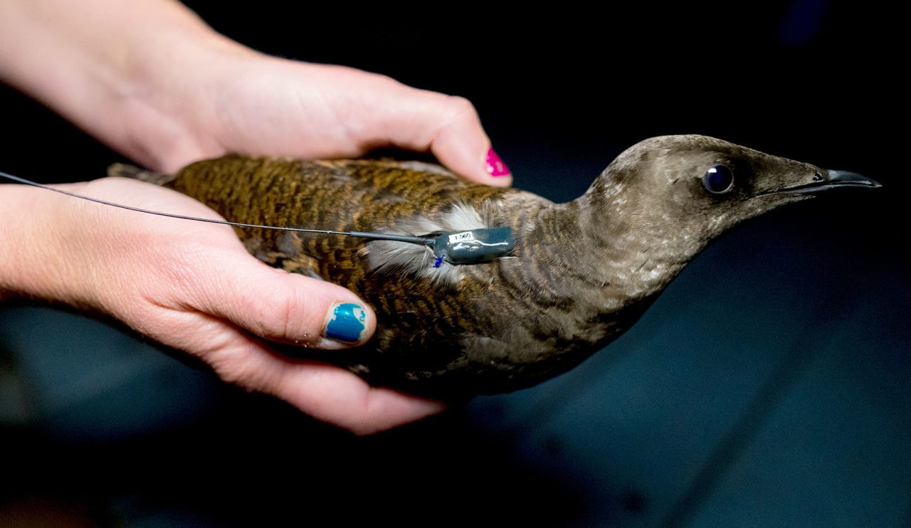 SOmeone holds a tagged murrelet. Photo by Jaymi Heimbuch.