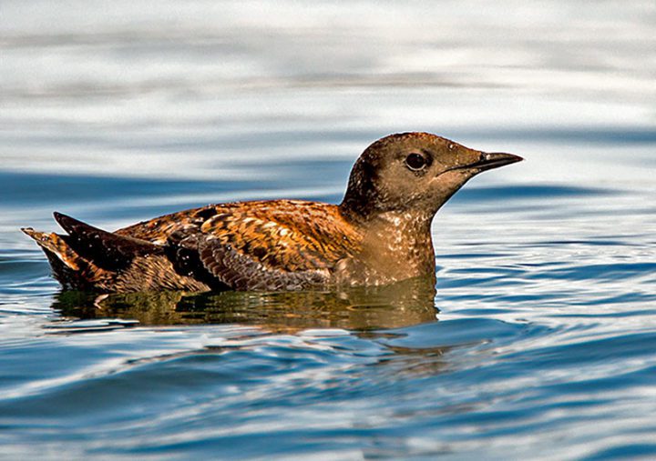A brown seabird--Marbled Murrelet in breeding colors. Photo by Janine Schutt/Macaulay Library.