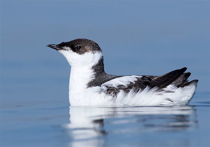 A white and grey-black seabird, Marbled Murrelet in nonbreeding/juvenile plumage. Photo by Dubi Shapiro/Macaulay Library.