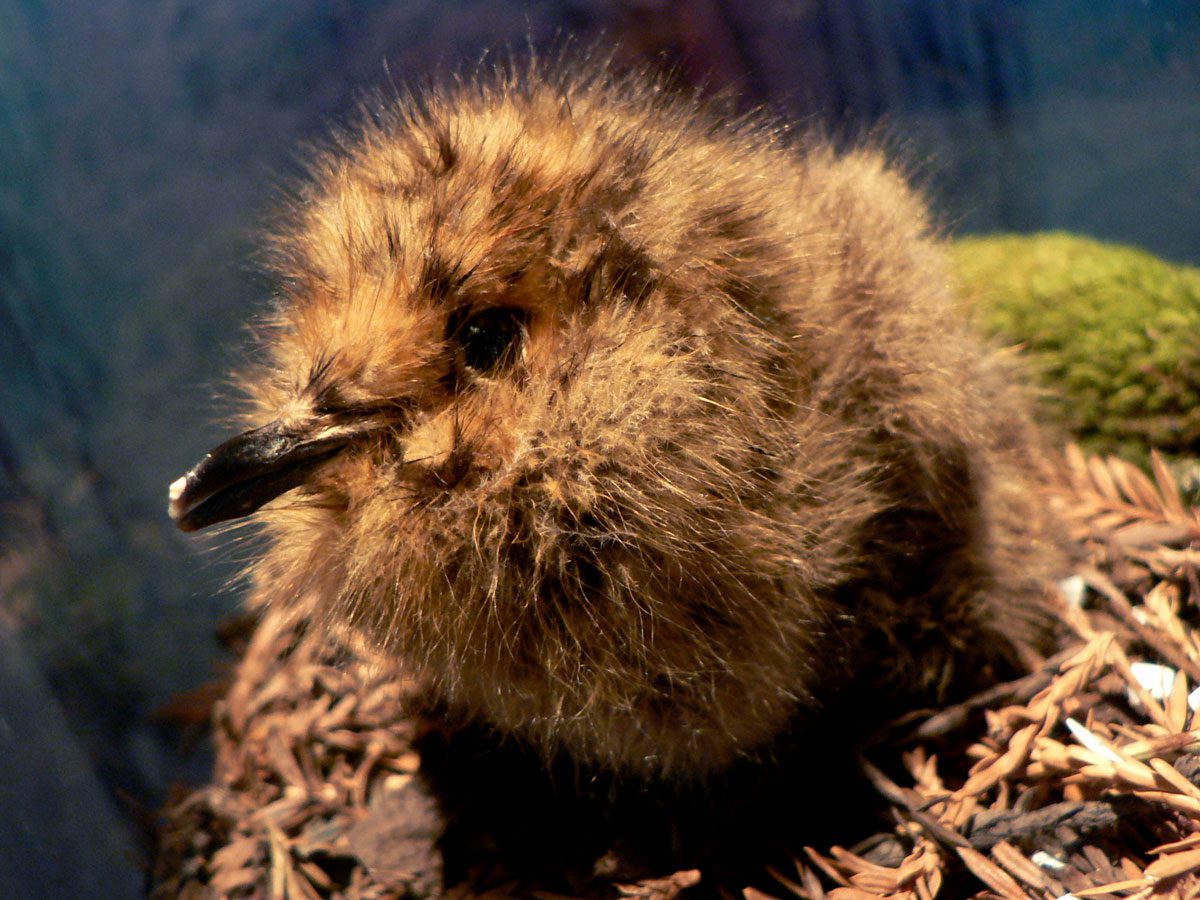Marbled Murrelet chick. Photo by Peter Halasz/Creative Commons.