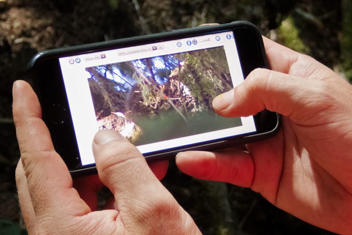 A remote nest camera is viewed via a phone. Photo by Jamie Wick.