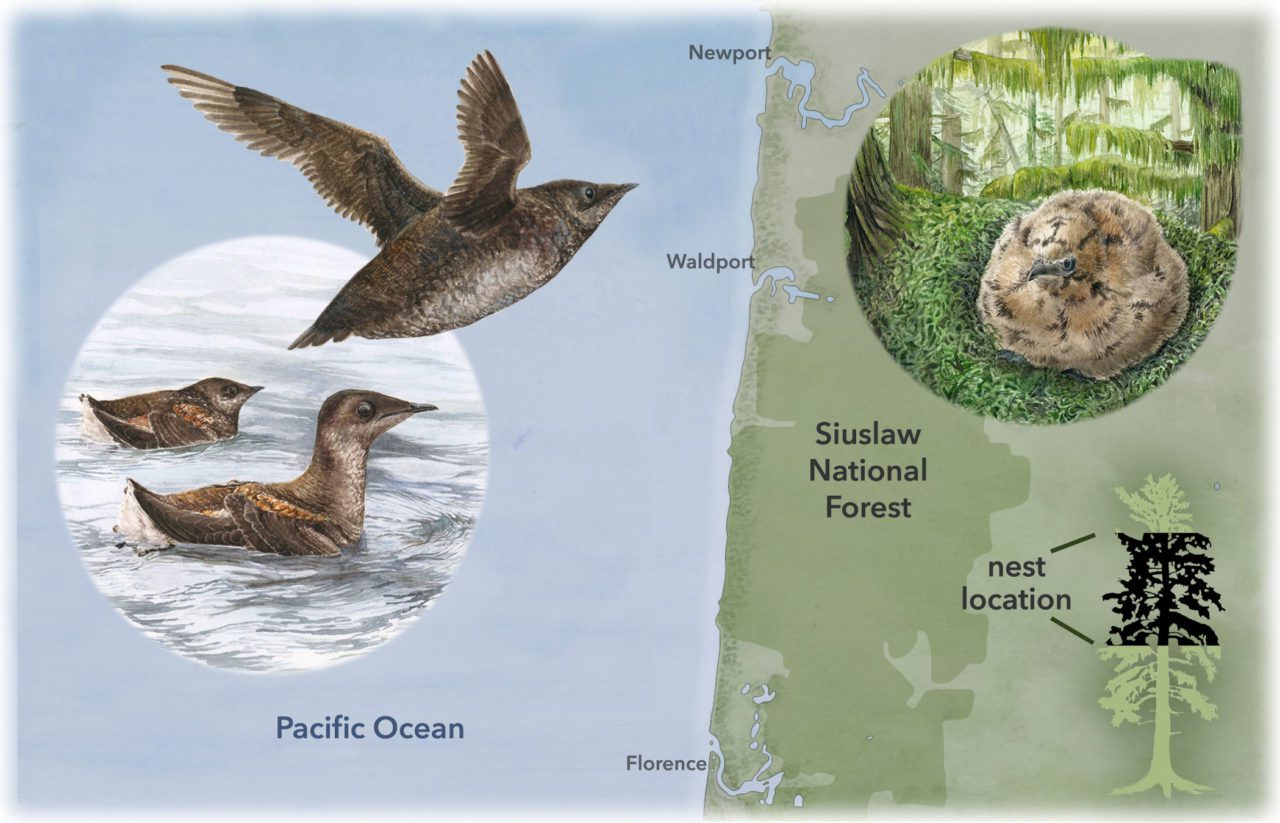 Illustration by Charlotte Holden: Murrelets at sea and nesting on land.