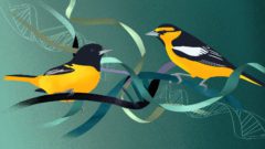 Illustration: Baltimore and Bullock's Orioles, orange, black and white, perched in DNA double helix strands. By Jillian Ditner.