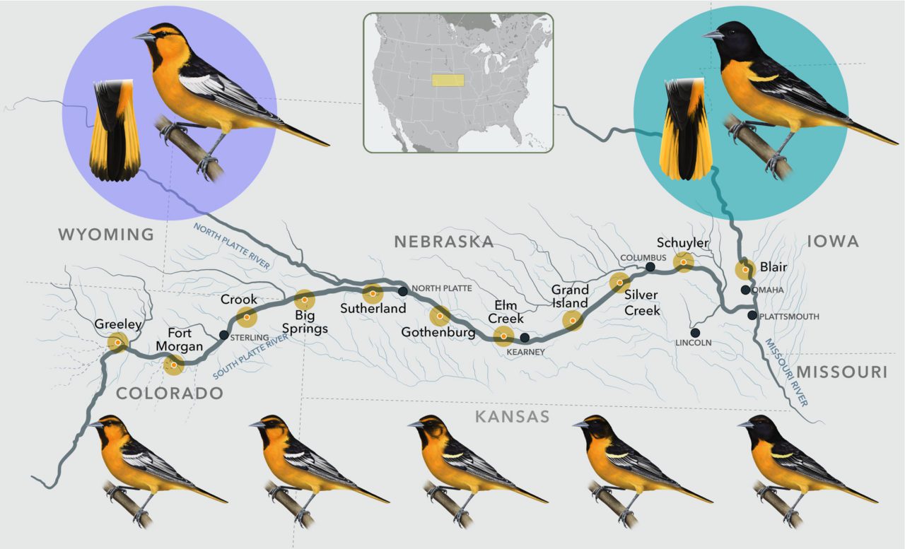 Map of the River Platte area where oriole hybrids are found. Map by Jillian Ditner; oriole illustrations by Megan Bishop
