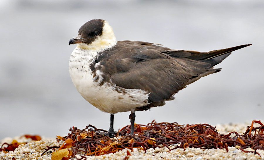 A grey and white bird on a shore with seaweed. Pomarine Jaeger by Brian Sullivan/Macaulay Library.