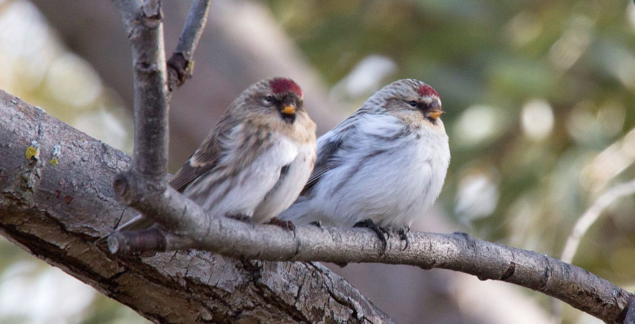 A Common and Hoary Redpoll perched together. Photo by Ed Kaminski/Macaulay Library.