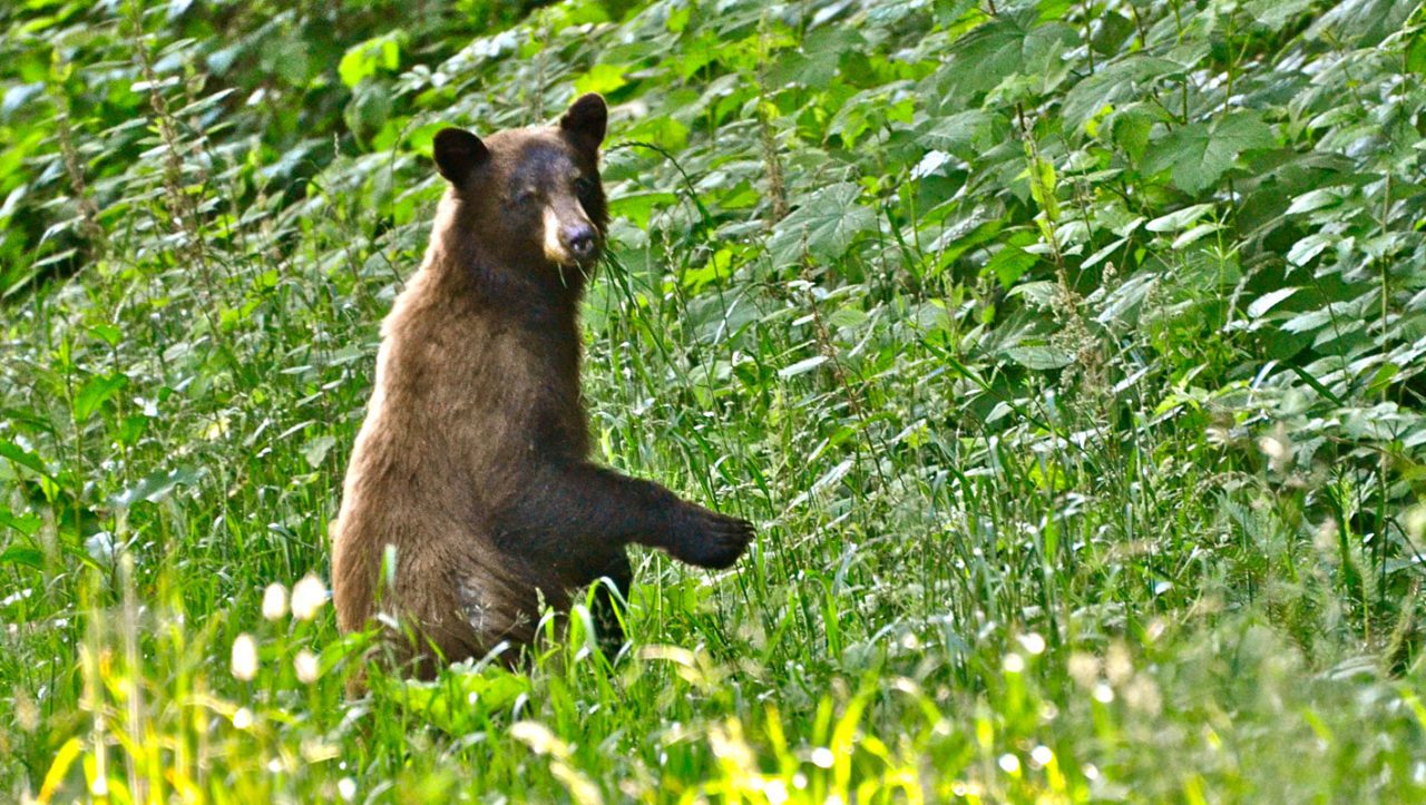 A black bear in the Klamath area. Photo by Linda Tanner/Creative Commons.