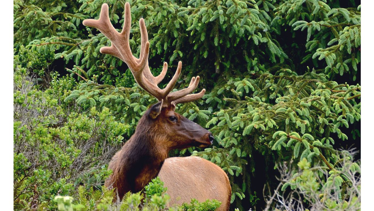 A large male Roosevelt elk. Photo by Linda Tanner/Creative Commons.