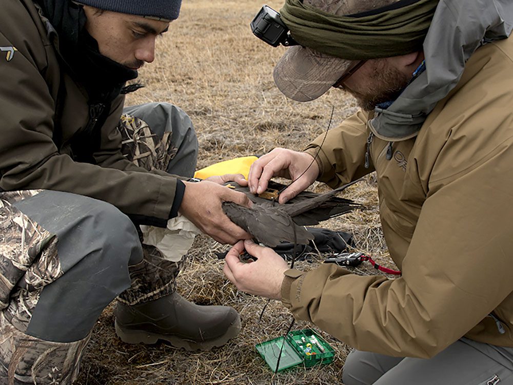 dark bird, a Parasitic Jaeger is being held while being banded. Photo by Don Cecile.