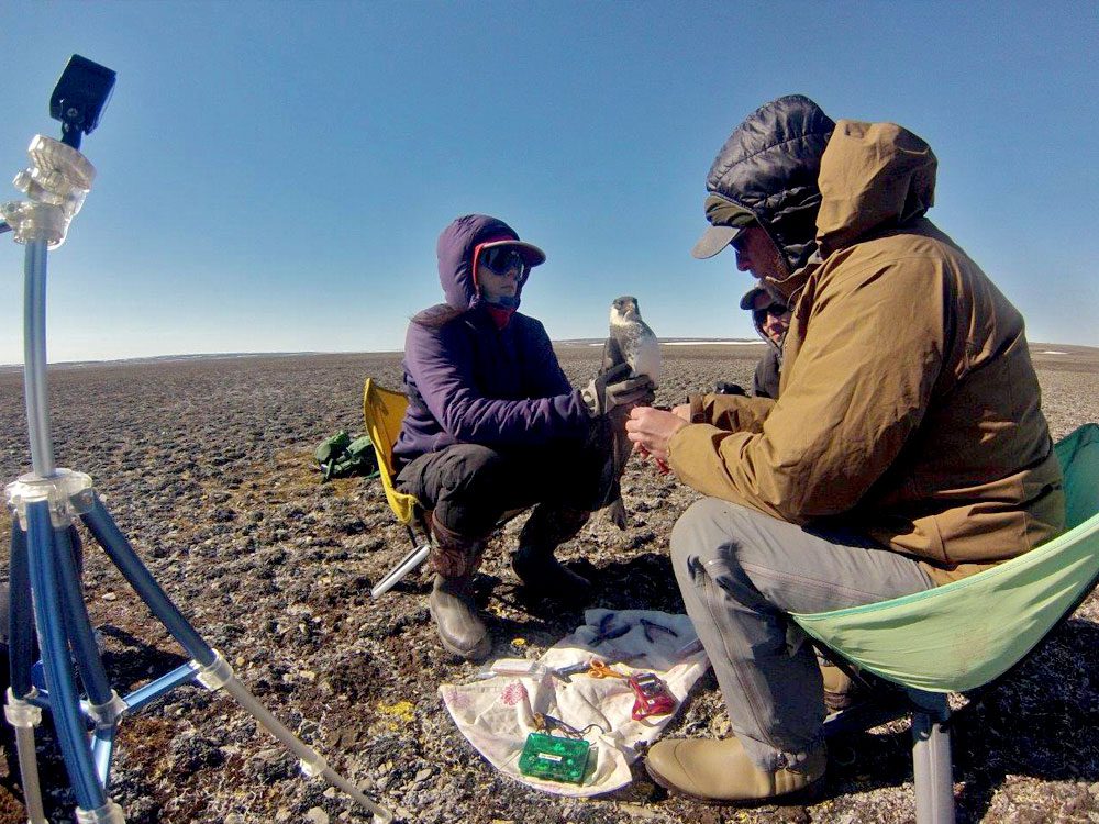 banding a Pomarine Jaeger on a remote landscape. Photo by Joel Edwards.