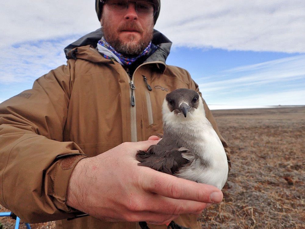 grey and white Parasitic Jaeger being held during banding.