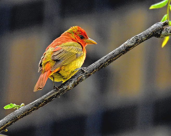 A bright red and yellow SUmmer Tanager male in Battery Park, New York City, Photo by Donna Schulman/Macaulay Library.