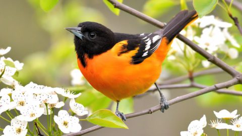 Baltimore Oriole perched in flowers. Photo by Grace C/Macaulay Library.