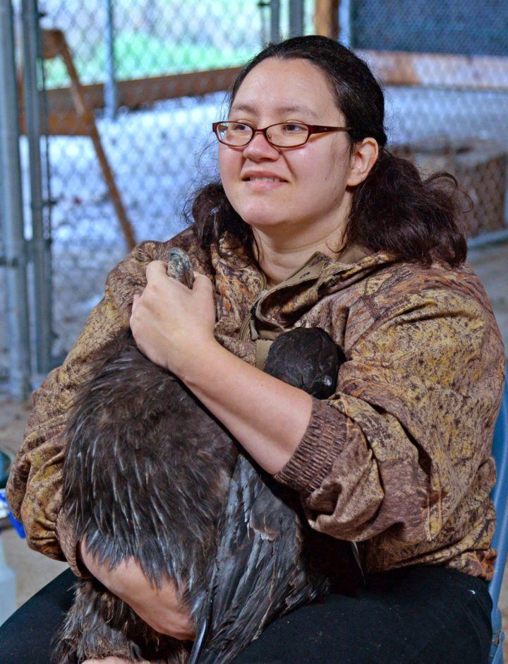 Yurok tribal wildlife biologist Tiana Williams-Claussen holds a condor. Photo by Matt Mais/Yurok Tribe.