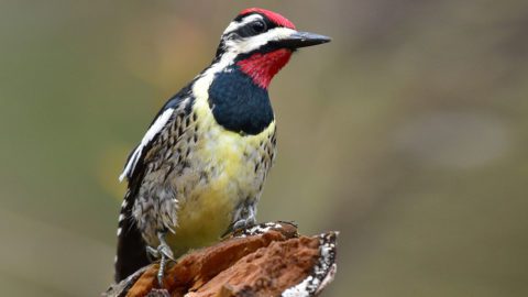 A Yellow-bellied Sapsucker male, with colors of red, yellow, black and white, perches on a log. Photo by Henry Trombley/Macaulay Library.