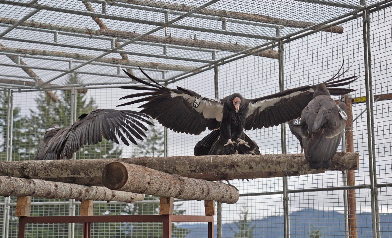 an adult California Condor spreads its wings as 3 juvenile condors look on.