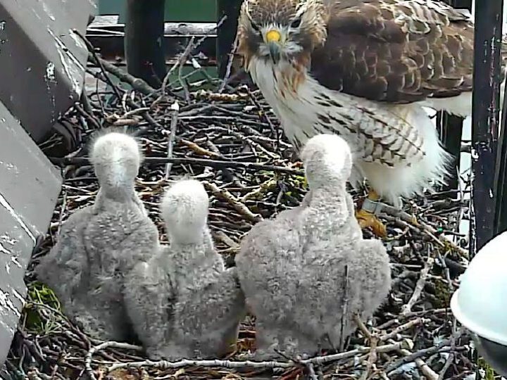 Three Red-tailed Hawk chicks fed by parent Ezra. from Cornell BirdCams.