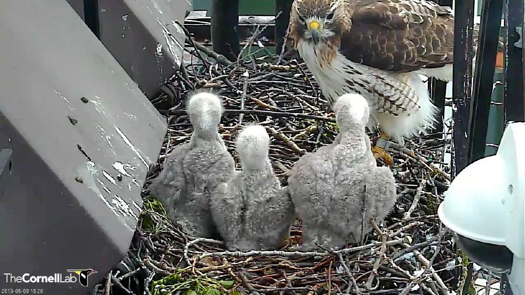 York Bird of Prey Centre - What To Know BEFORE You Go