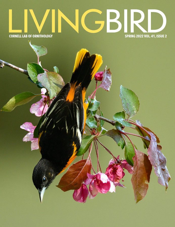 Living Bird Spring 2022 cover image - Baltimore Oriole, an orange and black bird, hanging from a flowering tree branch. Photo Pam Karaz.